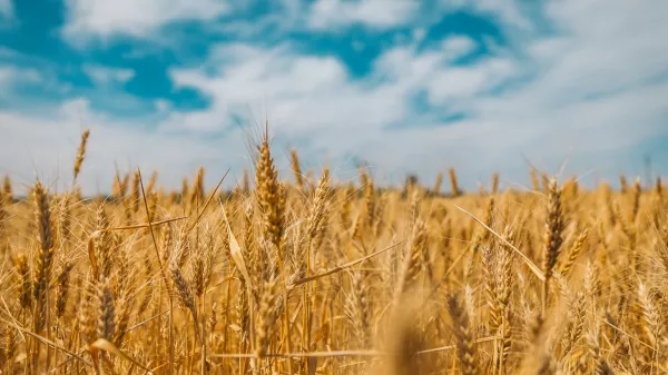 Ростовские аграрии впервые собрали свыше 15 млн тонн зерновых и побили свой же рекорд