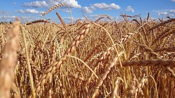 семена озимой пшеницы баграт в Зернограде