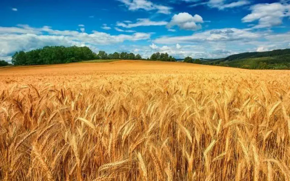 фотография продукта Семена  пшеницы  Лидия, Ермак, Станичная