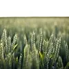 семена Озимой пшеницы:Алексеич, Гром,Юка в Зернограде