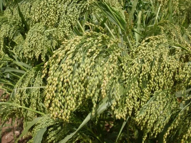 суданская трава  черноморка от 35 р в Аксае
