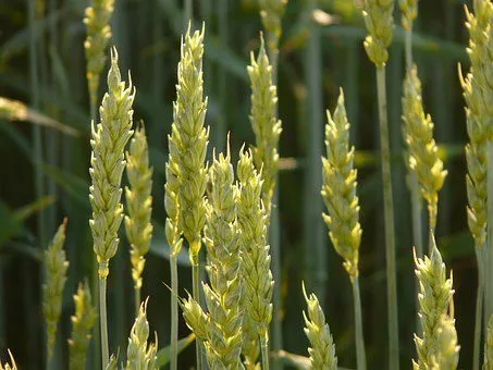 семена пшеницы озимой:безостая100,маркиз в Ростове-на-Дону и Ростовской области
