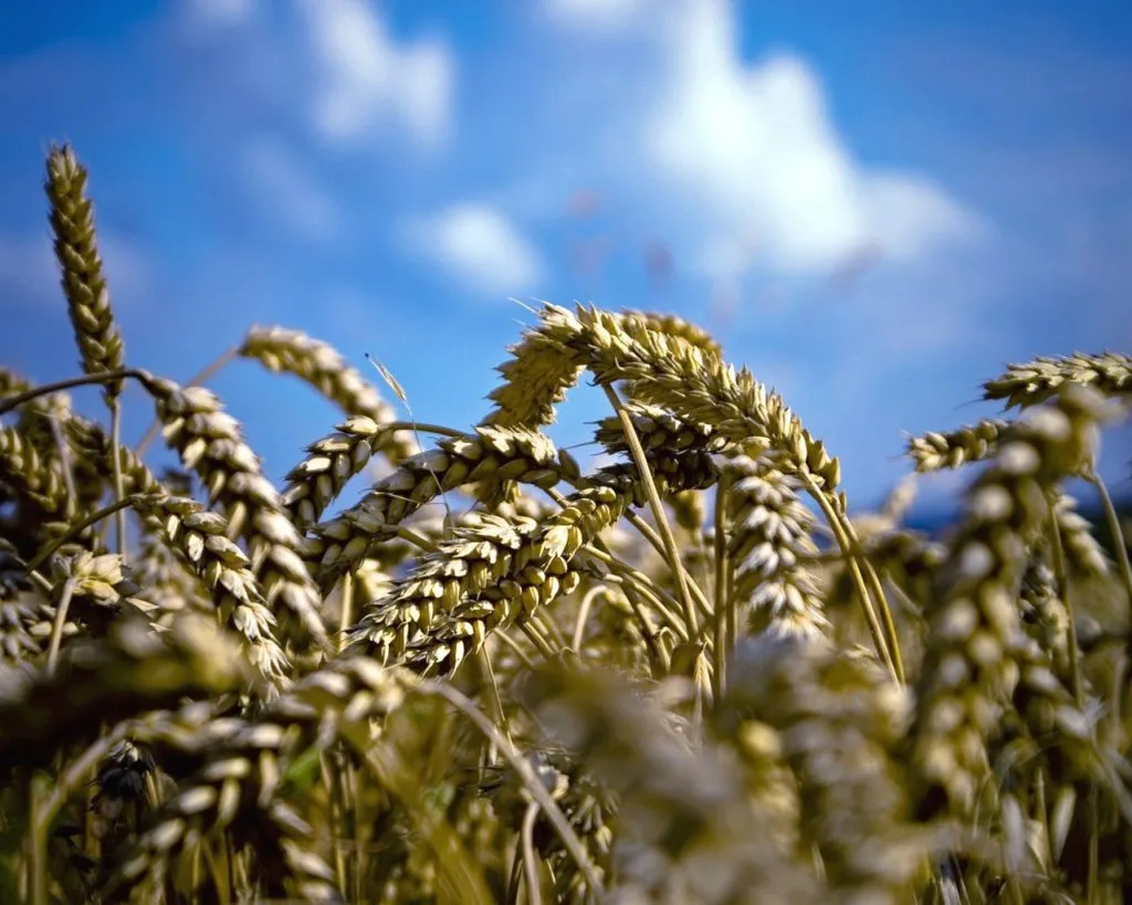 семена пшеницы озимой:алексеич,гром,юка, в Зернограде