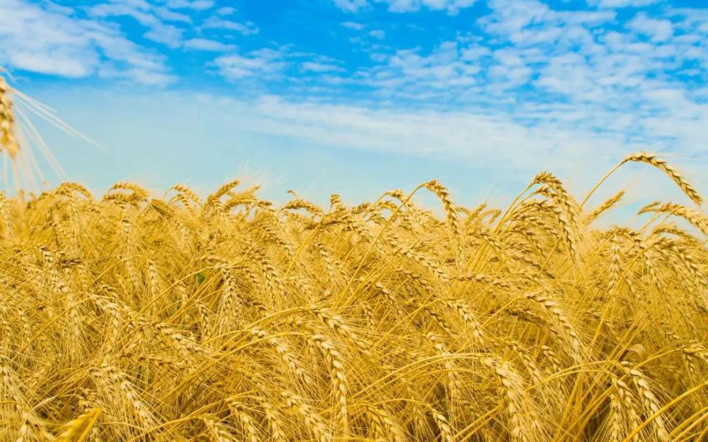 семена пшеницы озимой: жива,юбилейная100 в Зернограде