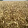 семена озимой  пшеницы сорт лидия эс в Ростове-на-Дону и Ростовской области 2