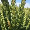 семена озимой пшеницы сорт лилит эс/рс1 в Зернограде 4