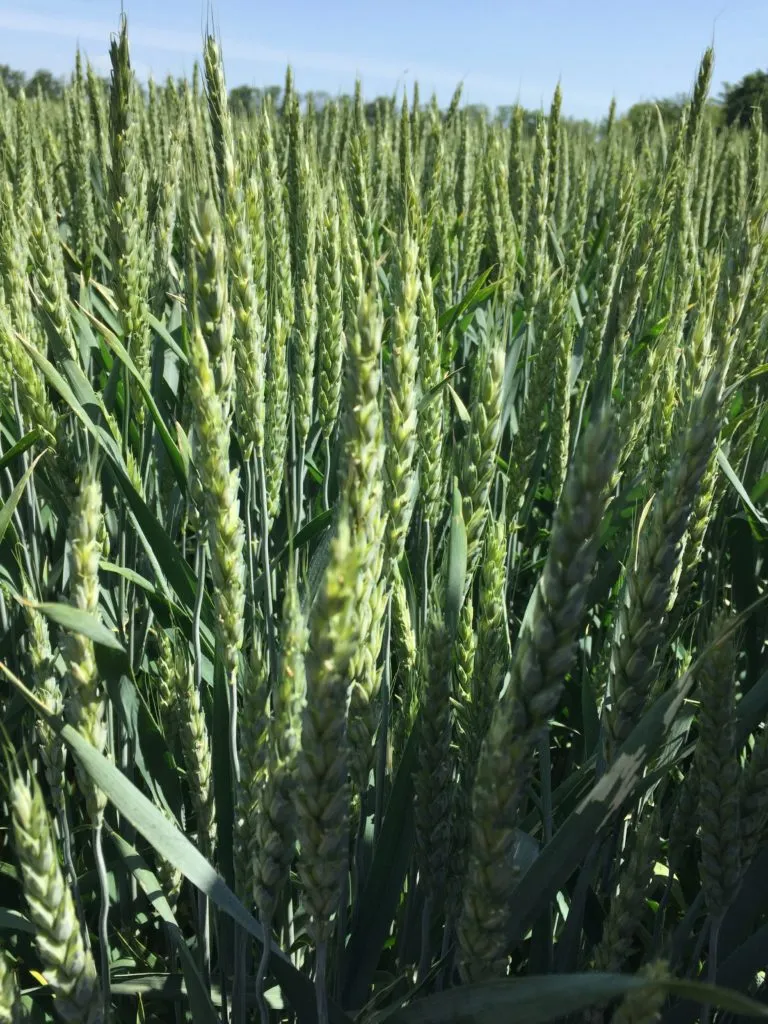 фотография продукта Семена  пшеницы сорт Алексеич ЭС/РС1/РС2