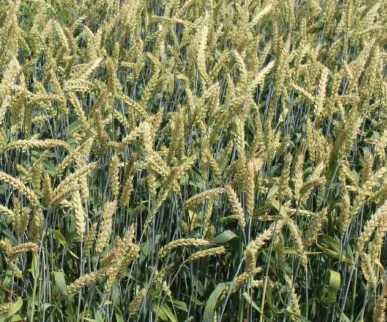 семена озимой пшеницы сорт баграт эс/рс1 в Ростове-на-Дону и Ростовской области 3