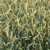семена озимой пшеницы сорт баграт эс/рс1 в Ростове-на-Дону и Ростовской области