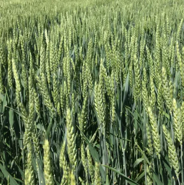 семена озимой пшеницы сорт гром рс1 в Ростове-на-Дону и Ростовской области