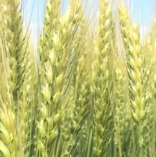 фотография продукта Семена озим пшеницы Станичная ЭС/РС1/РС2