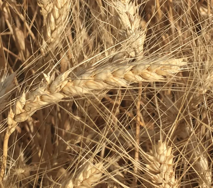 семена озимой мягкой пшеницы  лидия эс в Ростове-на-Дону и Ростовской области