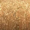 семена озимой пшеницы капризуля эс/рс1 в Ростове-на-Дону и Ростовской области