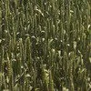 семена озим пшеницы безостая 100 рс1/рс2 в Ростове-на-Дону и Ростовской области 4