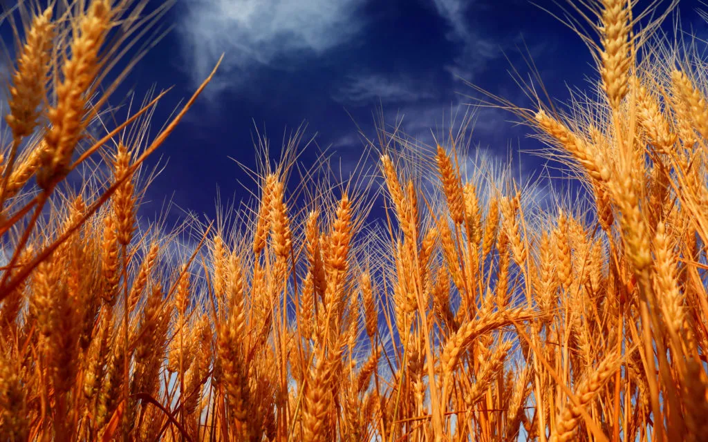 фотография продукта Семена пшеницы  Гром, Баграт, Веха