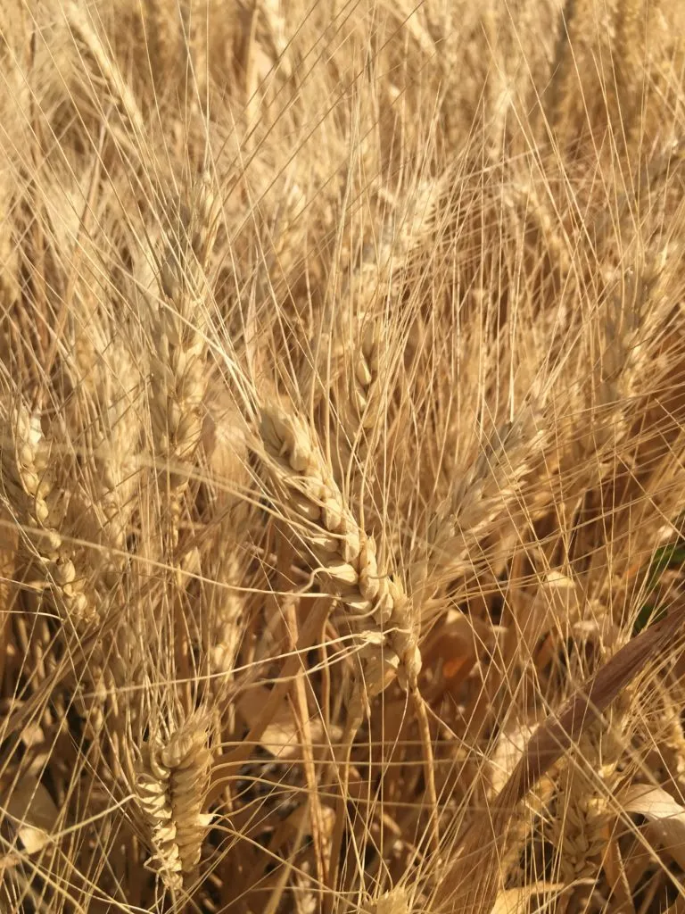 продаю семена озимой пшеницы аксинья эс в Зернограде