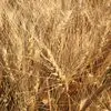 продаю семена озимой пшеницы аксинья эс в Зернограде