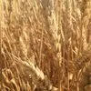 продаю семена озимой зерноградка в Ростове-на-Дону и Ростовской области