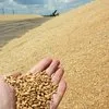 экспорт Сельхозпродукции  в Ростове-на-Дону 5