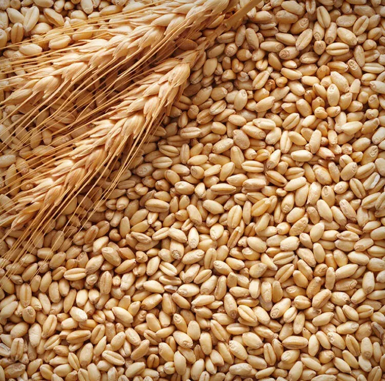 пшеница 3,4,5 Класс оптом  в Ростове-на-Дону 5