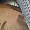 пшеница 3,4,5 Класс оптом  в Ростове-на-Дону