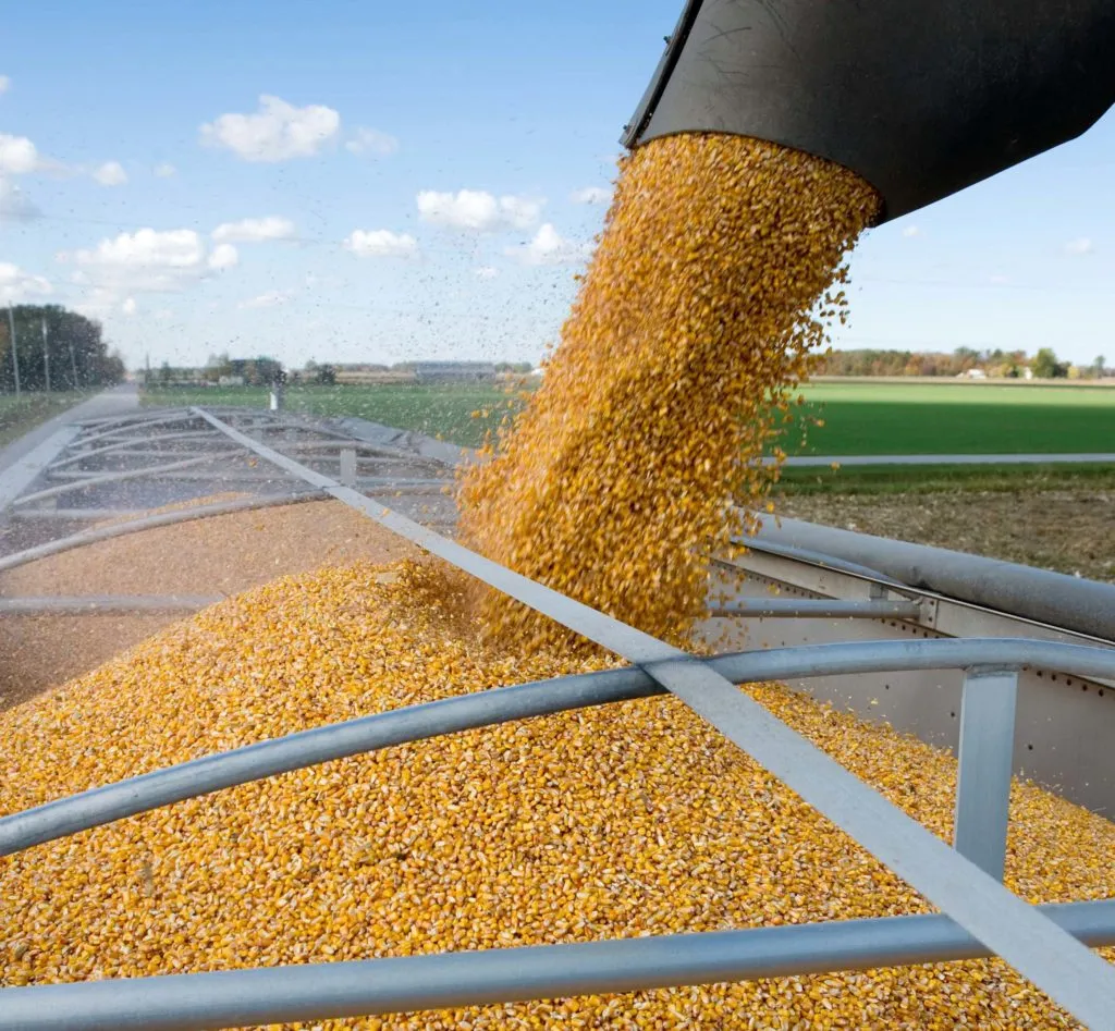 кукуруза оптом большие объёмы 10000 тонн в Ростове-на-Дону 4