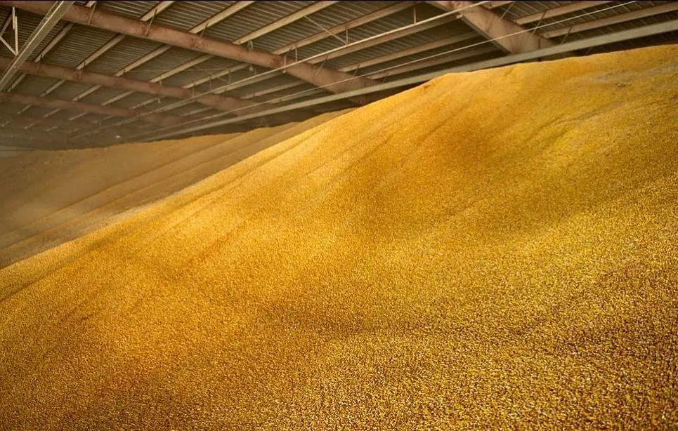 кукуруза оптом большие объёмы 10000 тонн в Ростове-на-Дону