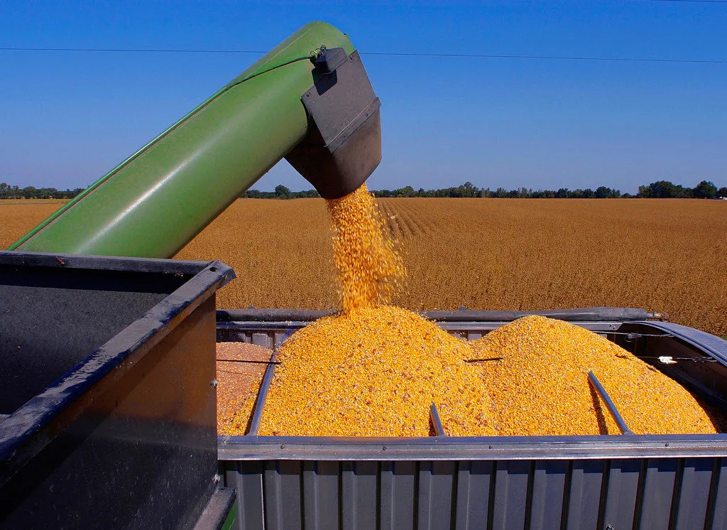 кукуруза оптом большие объёмы 10000 тонн в Ростове-на-Дону 6