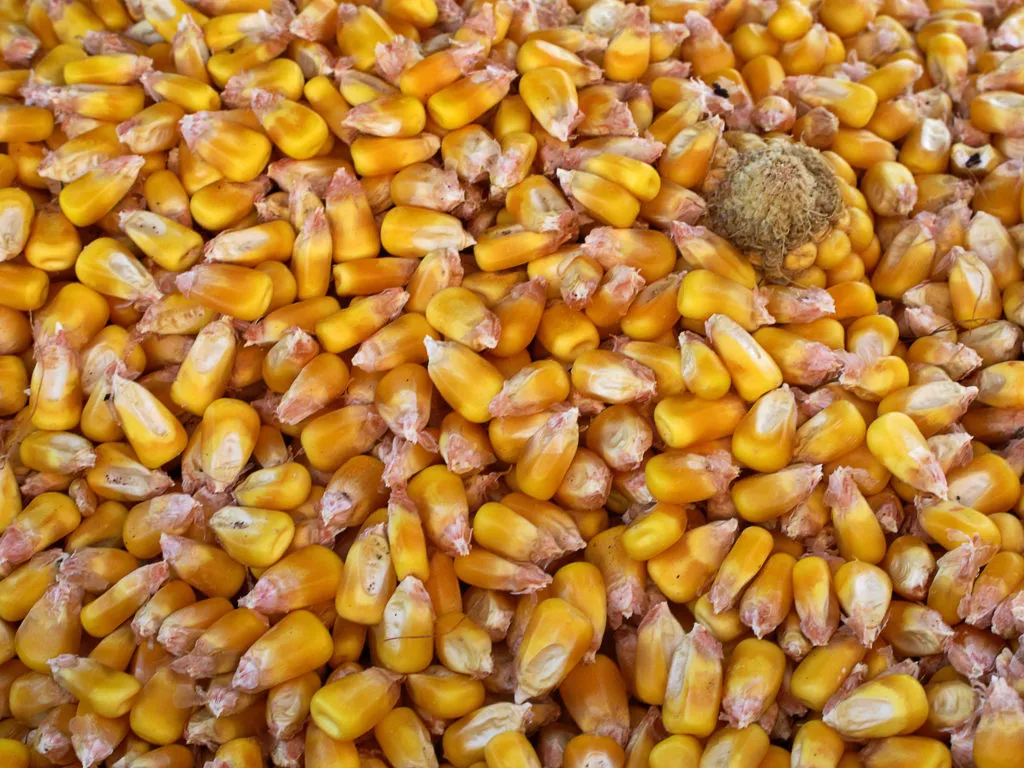 кукуруза оптом большие объёмы 10000 тонн в Ростове-на-Дону 2