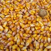 кукуруза оптом большие объёмы 10000 тонн в Ростове-на-Дону 2