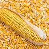 кукуруза оптом большие объёмы 10000 тонн в Ростове-на-Дону 5