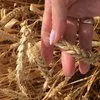 семена  пшеницы этюд, одари, шеф, юка  в Ростове-на-Дону и Ростовской области