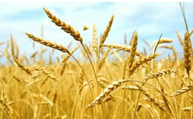 семена озимой пшеницы в Ростове-на-Дону и Ростовской области