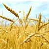 семена озимой пшеницы в Ростове-на-Дону и Ростовской области