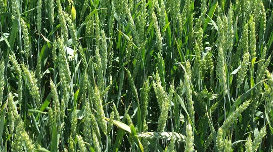 озимая пшеница 