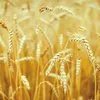 пшеница фураж в ЮФО в Новочеркасске
