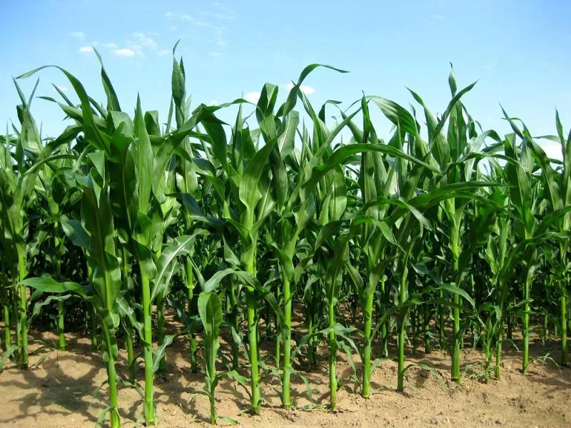 Фотография продукта Кукуруза гибриды семена