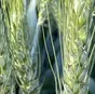 семена озимой пшеницы эс/рс1\рс2 в Зернограде 2
