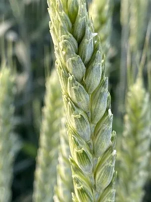 семена озимой пшеницы эс/рс1\рс2 в Зернограде 4