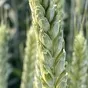 семена озимой пшеницы эс/рс1\рс2 в Зернограде 4