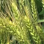 семена озимой пшеницы эс/рс1\рс2 в Зернограде 3