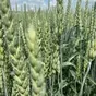 семена пшеницы озимой  алексеич в Ростове-на-Дону и Ростовской области
