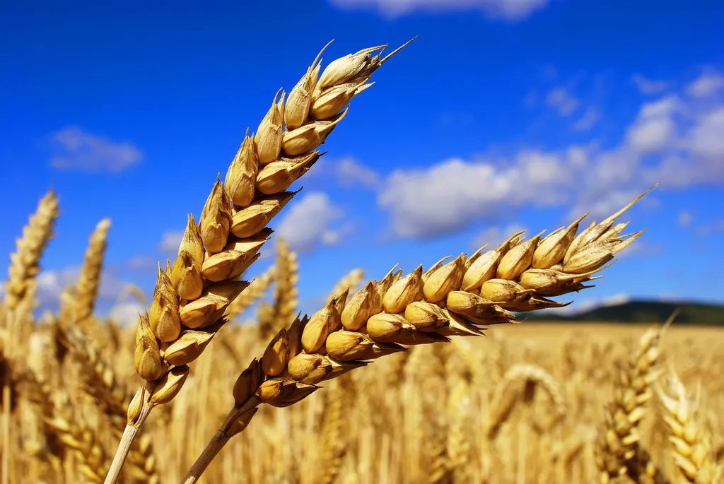 фотография продукта Семена озимой пшеницы  Краса Дона, Аскет