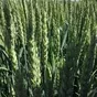 семена пшеницы озимой  алексеич, ахмат в Ростове-на-Дону и Ростовской области