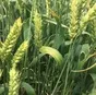 семена пшеницы озимой  аксинья,  аскет в Ростове-на-Дону и Ростовской области