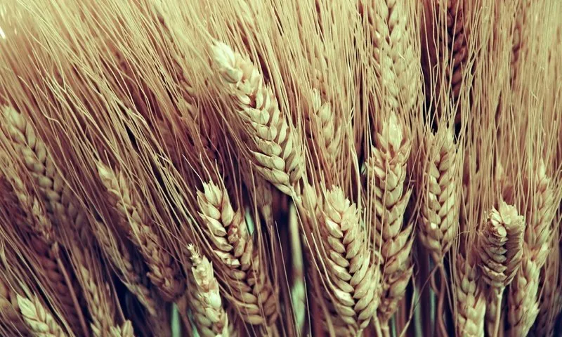 фотография продукта НОВИНКИ семян  пшеницы Ахмат, Жаворонок.