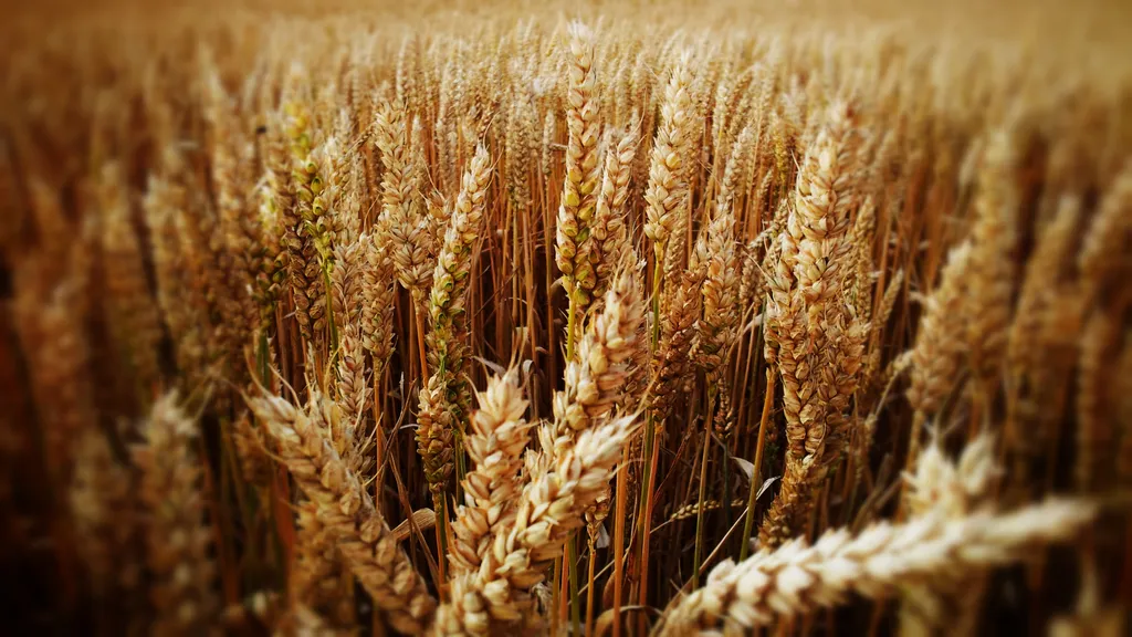 фотография продукта Семена озимой пшеницы   Гром, Степь, Юка