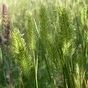 семена многолетних трав и травосмеси в Аксае 4