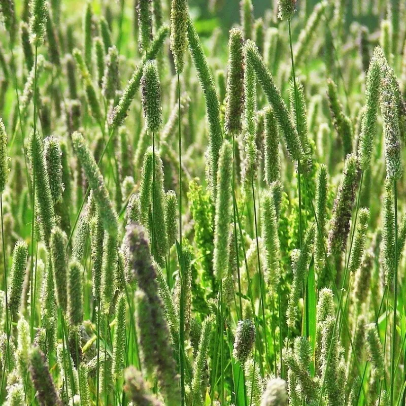 семена многолетних трав и травосмеси в Аксае 3