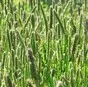 семена многолетних трав и травосмеси в Аксае 3